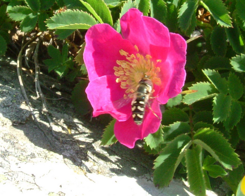 Rosa pendulina / Rosa alpina